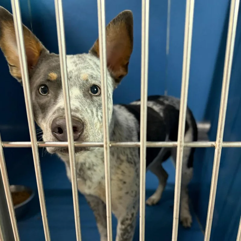 A young medium-sized female White / Cream Cattle Dog dog named Stella for adoption in St Joseph, MO