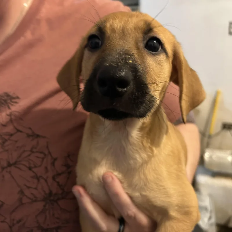 A young medium-sized female Brown / Chocolate Hound dog named Hazel for adoption in Bayamon, PR