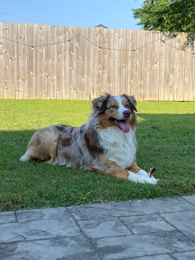 Koda