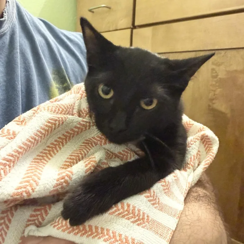 A baby small-sized female Black Domestic Short Hair cat named Jet for adoption in Escondido, CA