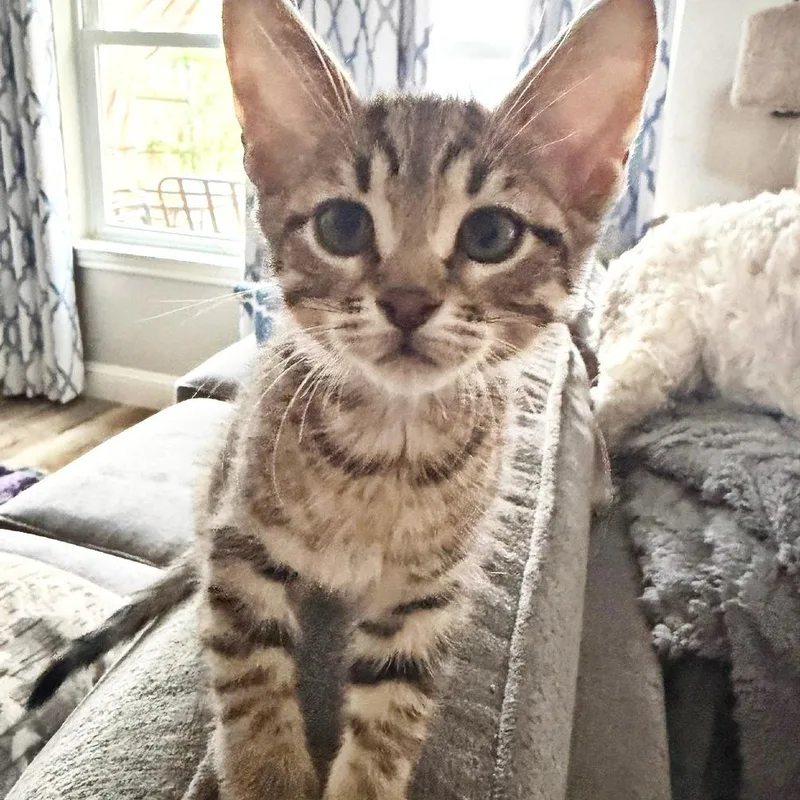 A baby small-sized male Black Domestic Short Hair cat named Tofu for adoption in Flower Mound, TX