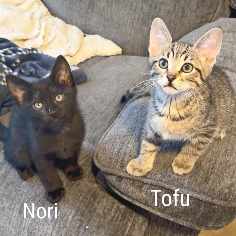 Tofu thumbnail 3