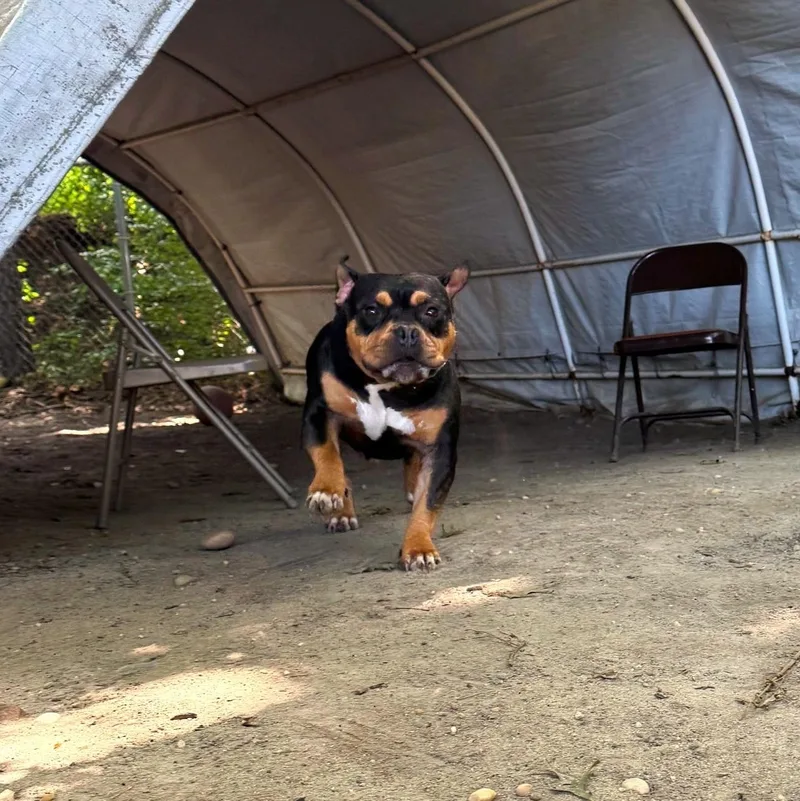 A young medium-sized female Bulldog dog named Brownie for adoption in Brookhaven, NY