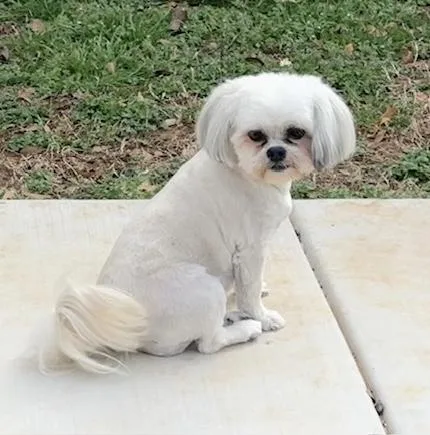 An adult small-sized female White / Cream Shih Tzu dog named Gabby for adoption in Oklahoma City, OK