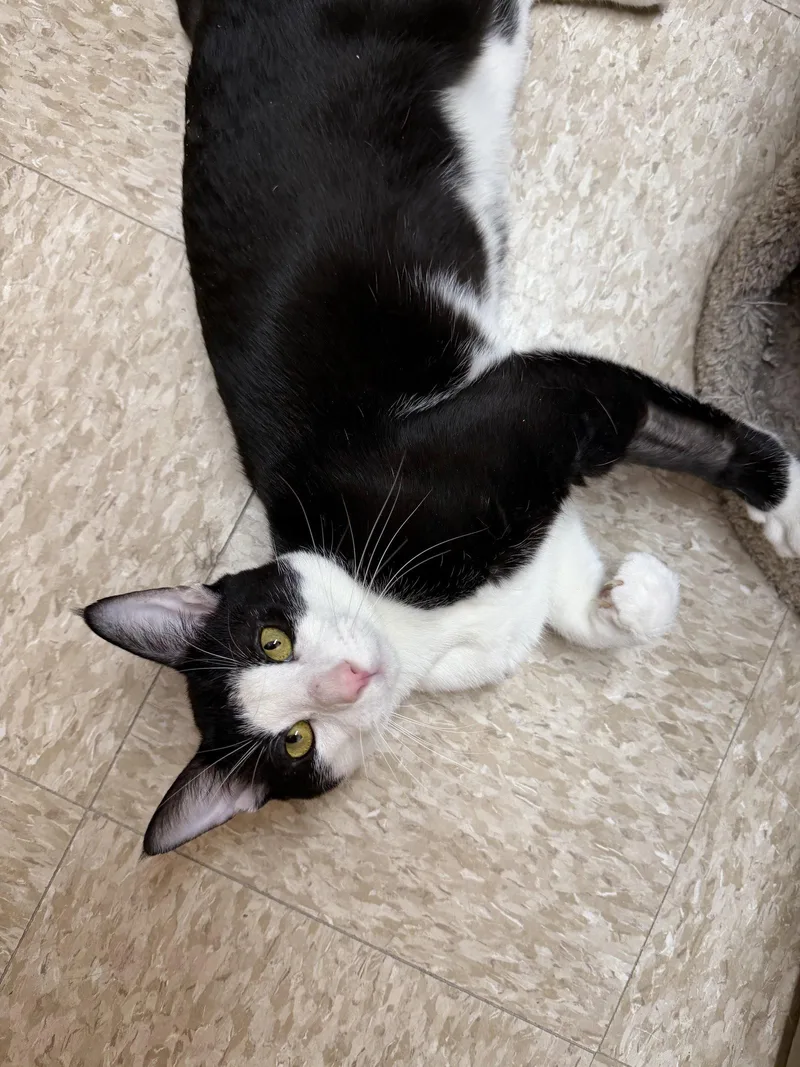 An adult medium-sized male Black & White / Tuxedo Domestic Short Hair cat named Thing for adoption in Wheaton, IL