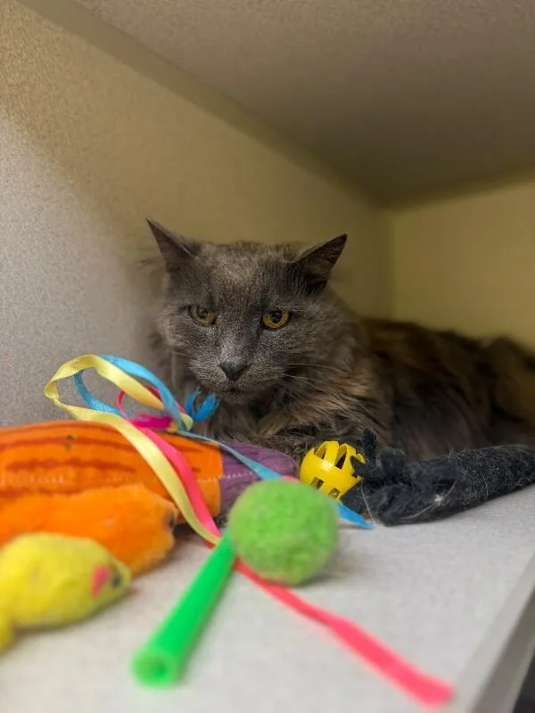 An adult medium-sized male Gray / Blue / Silver Domestic Long Hair cat named Grayson for adoption in Osseo, MI