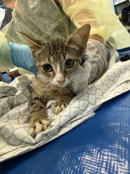 A baby medium-sized female Domestic Short Hair cat named Icloud for adoption in New York, NY