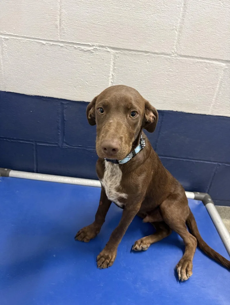 A young medium-sized male Mixed Breed dog named Slate mo AVA for adoption in Sterling, MA