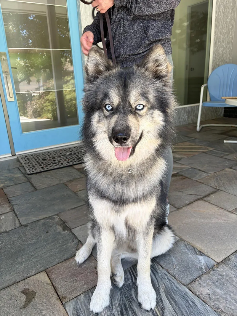 An adult medium-sized male Siberian Husky dog named Wes for adoption in Walnut Creek, CA