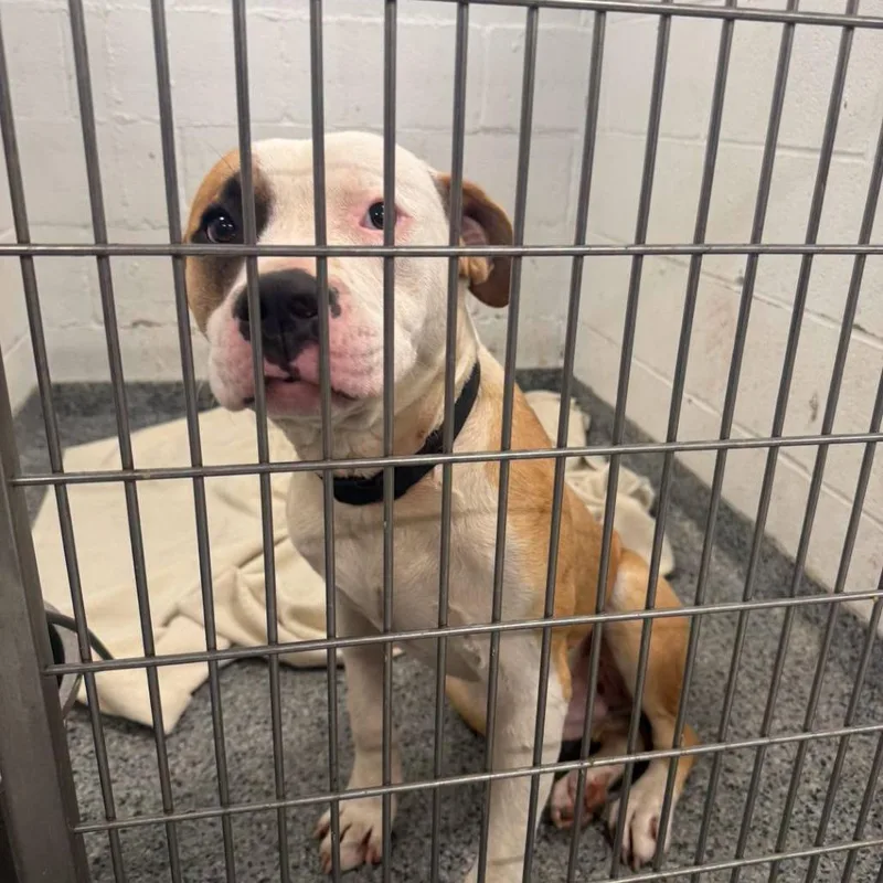 An adult medium-sized male Yellow / Tan / Blond / Fawn Mixed Breed dog named JASStray for adoption in Jeffersonville, IN