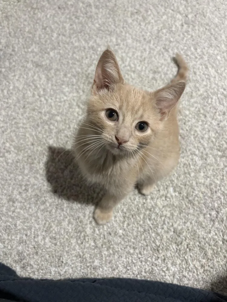 Miso thumbnail 2