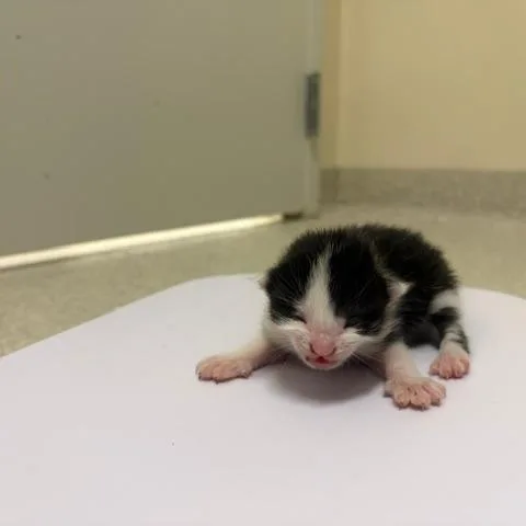 A baby small-sized male Domestic Long Hair cat named Leo for adoption in Novelty, OH