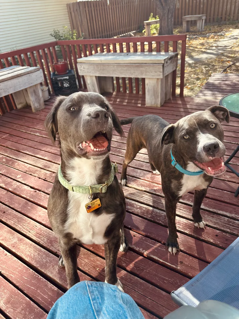 Cornelius thumbnail 2