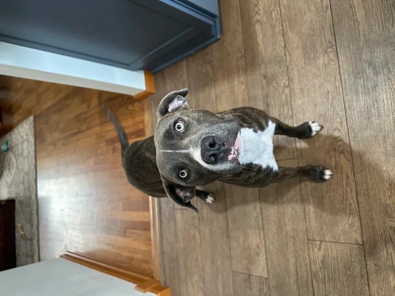 Cornelius thumbnail 3