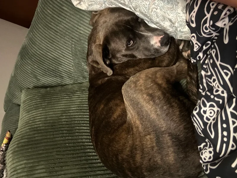 Cornelius thumbnail 4