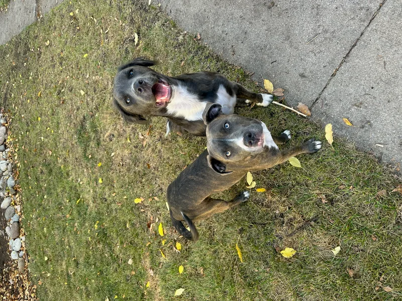 Cornelius thumbnail 6