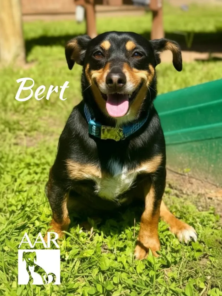 An adult small-sized male Chihuahua dog named Bert for adoption in Magnolia, TX