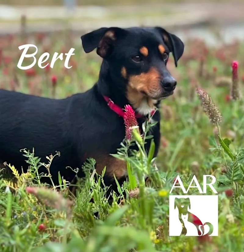 Bert thumbnail 2
