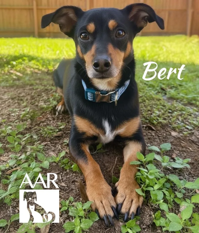Bert thumbnail 3