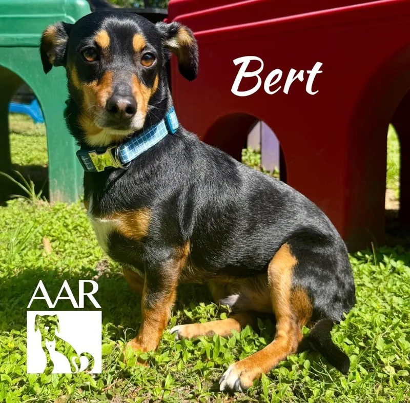 Bert thumbnail 5