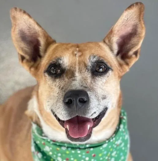 Lindy  Local thumbnail 5