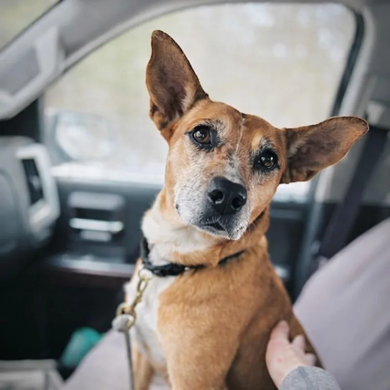 Lindy  Local thumbnail 6