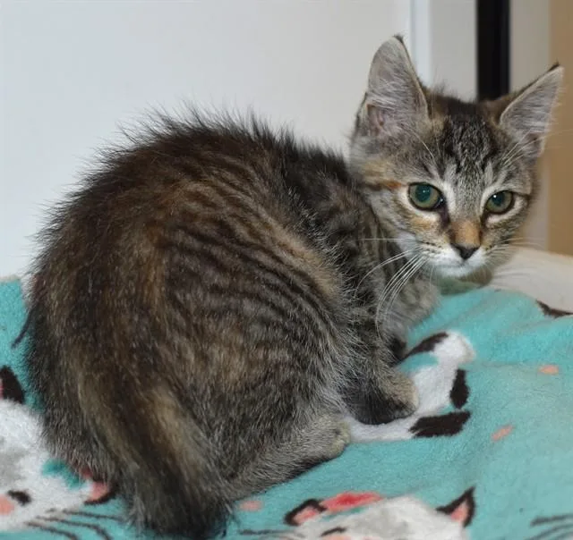 A baby small-sized female Domestic Short Hair cat named Shrub for adoption in Sarasota, FL