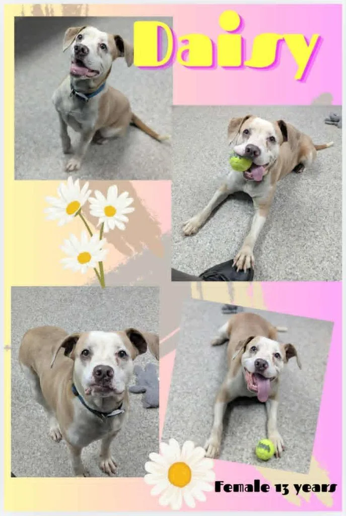 Daisy thumbnail 2
