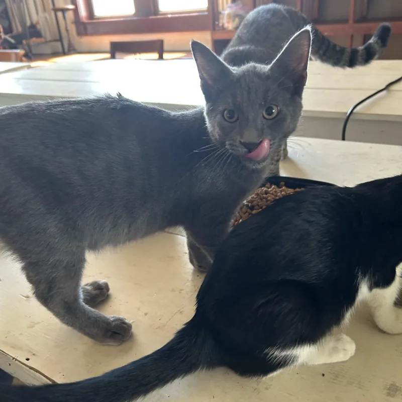 A young medium-sized male Gray / Blue / Silver Domestic Short Hair cat named Flint for adoption in Springdale, AR