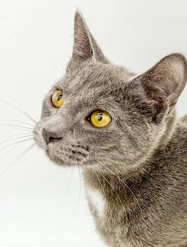 Fuji Is Fantastic  thumbnail 2