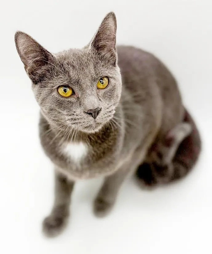 Fuji Is Fantastic  thumbnail 3