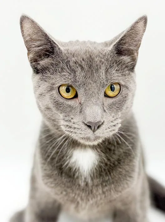 Fuji Is Fantastic  thumbnail 4