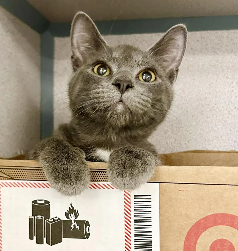 A baby small-sized male Gray / Blue / Silver Russian Blue cat named Fuji Is Fantastic for adoption in Bedford Hills, NY