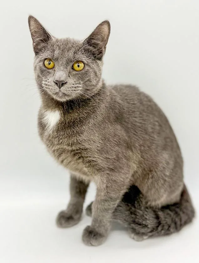 Fuji Is Fantastic  thumbnail 5