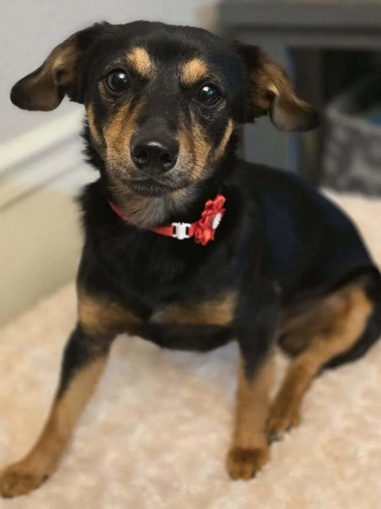A young small-sized female Tricolor (Brown, Black, & White) Chihuahua dog named Jane for adoption in Tunnel Hill, GA
