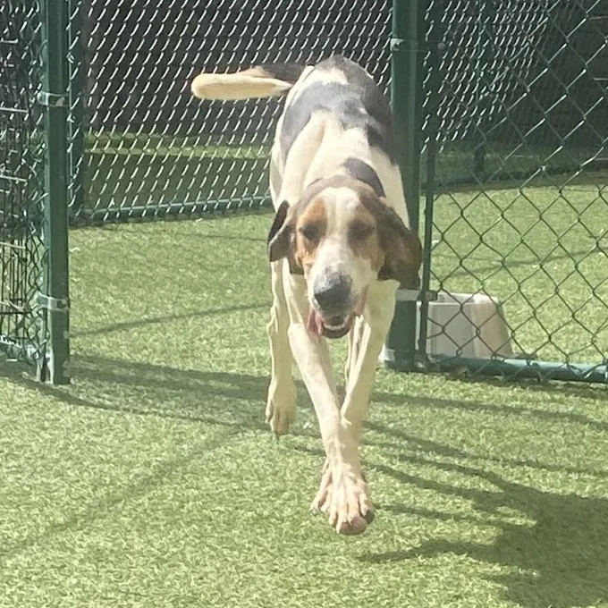 An adult medium-sized female Mixed Breed dog named Kodi for adoption in LOXAHATCHEE, FL