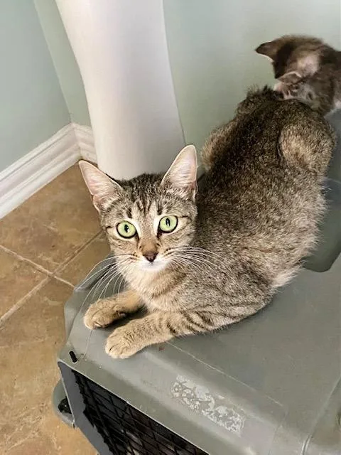 Libby