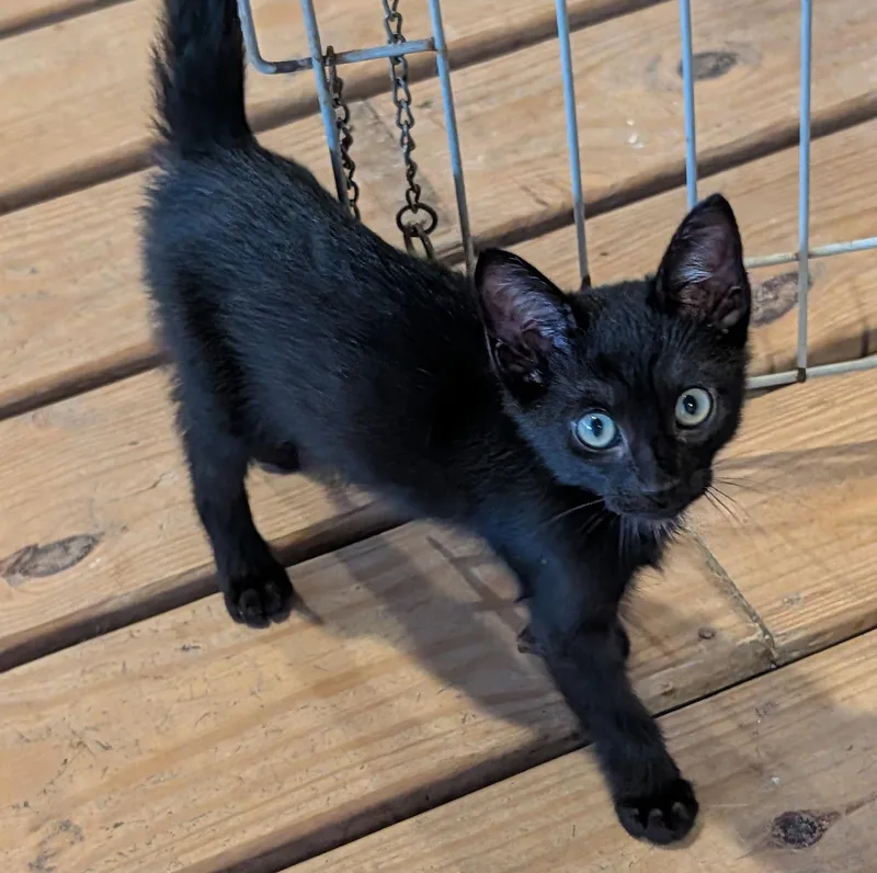 A young medium-sized male Black Domestic Short Hair cat named Phantom for adoption in Pompano Beach, FL