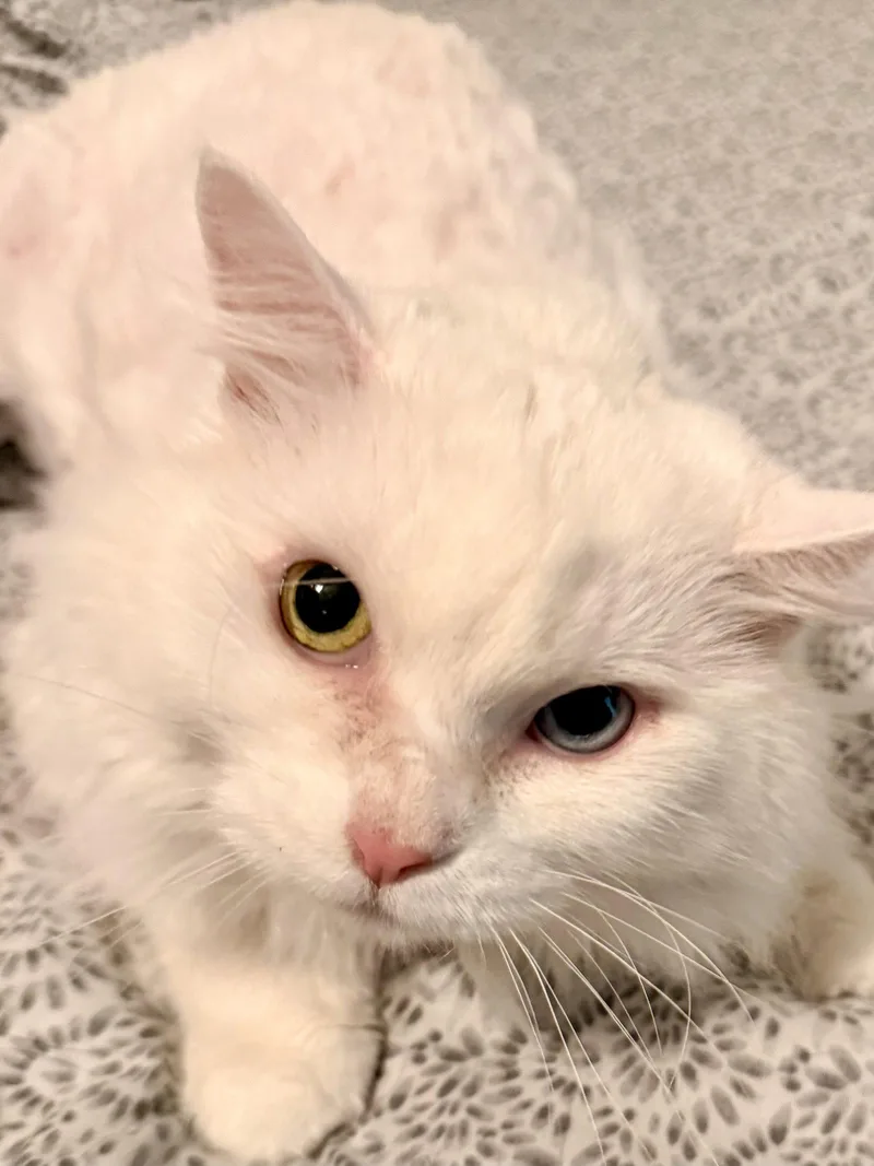 A young medium-sized female White Domestic Medium Hair cat named Marie for adoption in Lake Saint Louis, MO