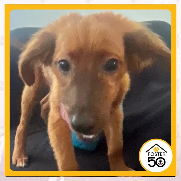 A baby small-sized male Yellow / Tan / Blond / Fawn Mixed Breed dog named Sergino Dest for adoption in Toms River, NJ