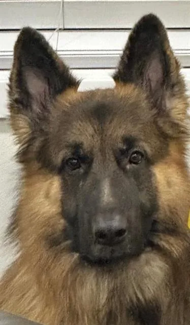 An adult large-sized male German Shepherd Dog dog named Chase for adoption in Camarillo, CA