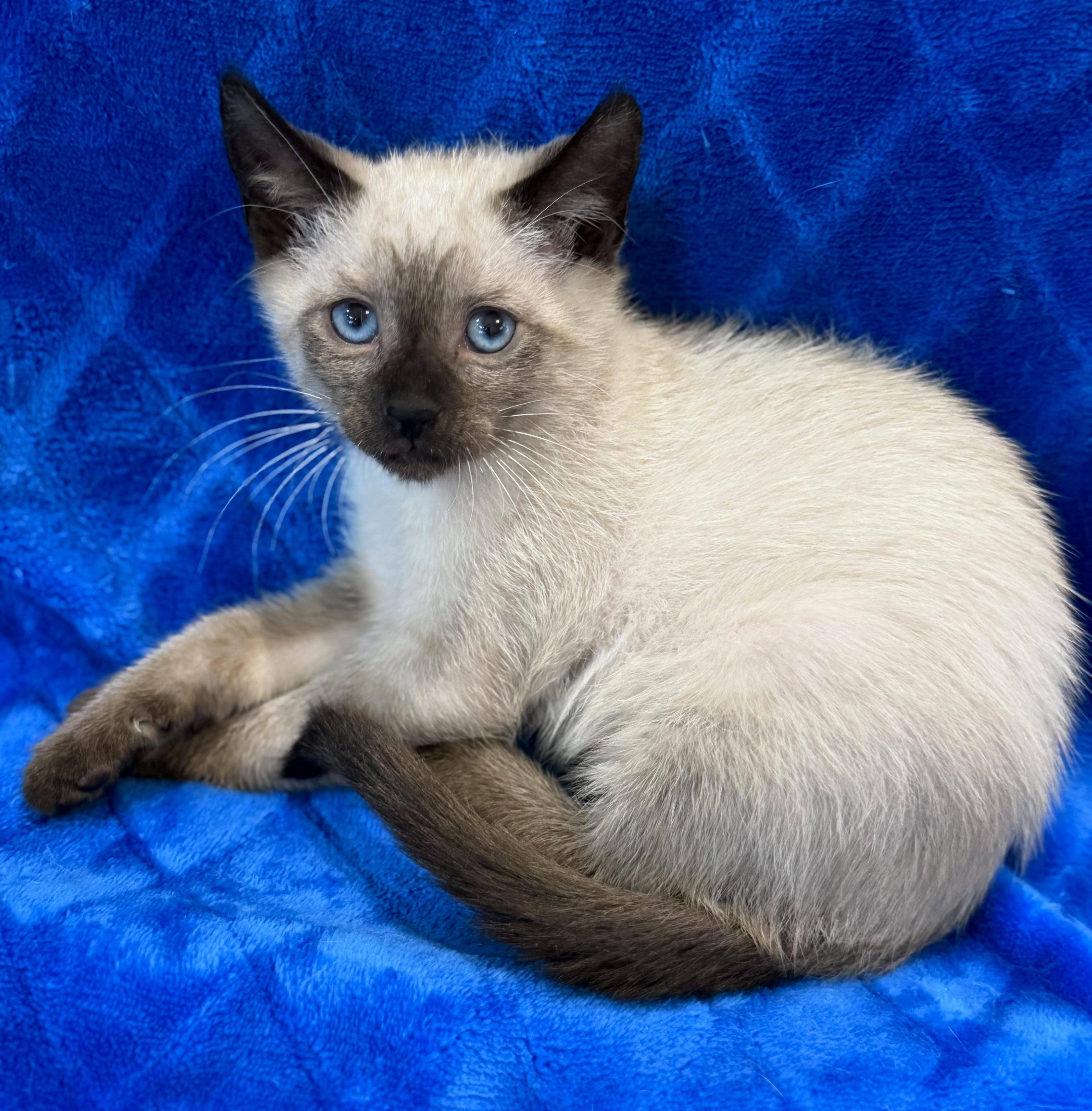 Kona
