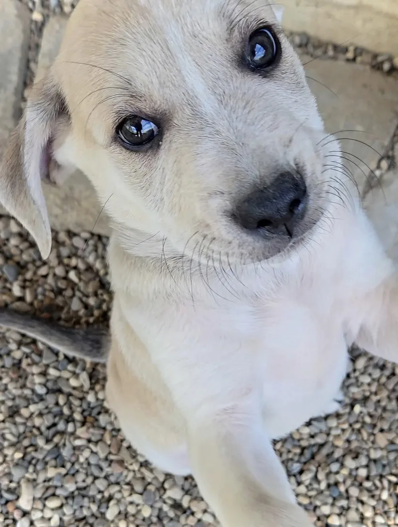 Shepherd thumbnail 2