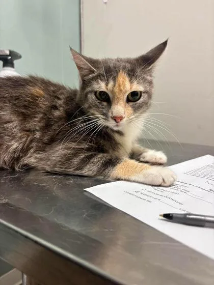 An adult medium-sized female Domestic Short Hair cat named Grump for adoption in Annapolis, MD