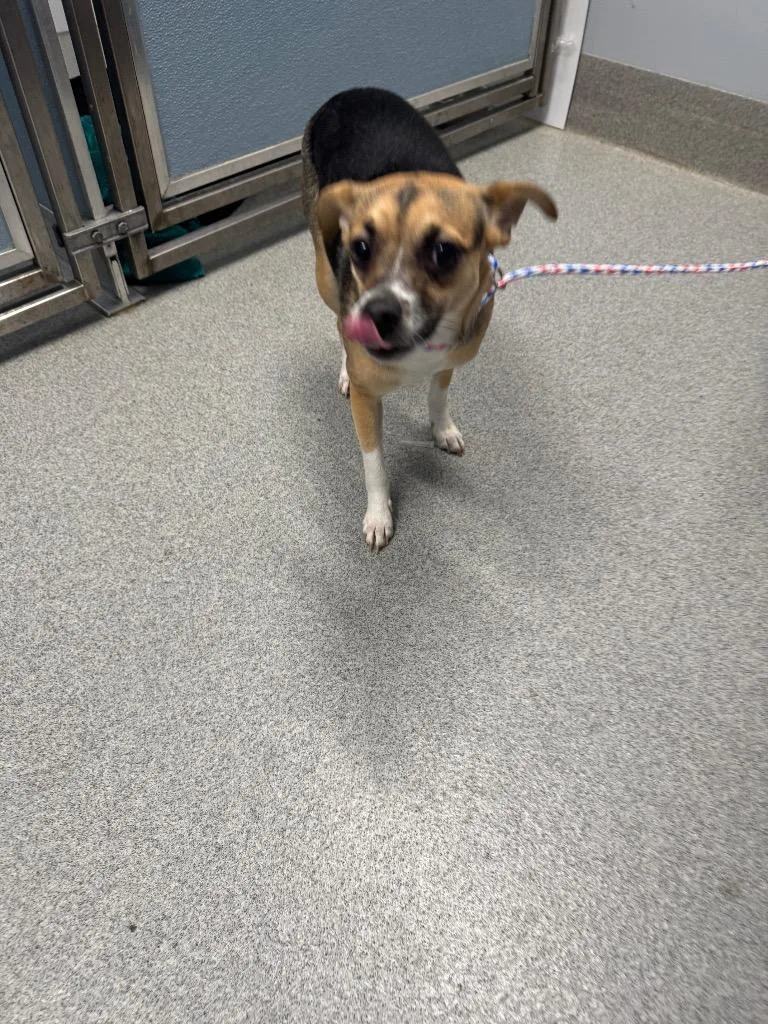 A young small-sized female Beagle dog named Donna for adoption in Bloomington, IN
