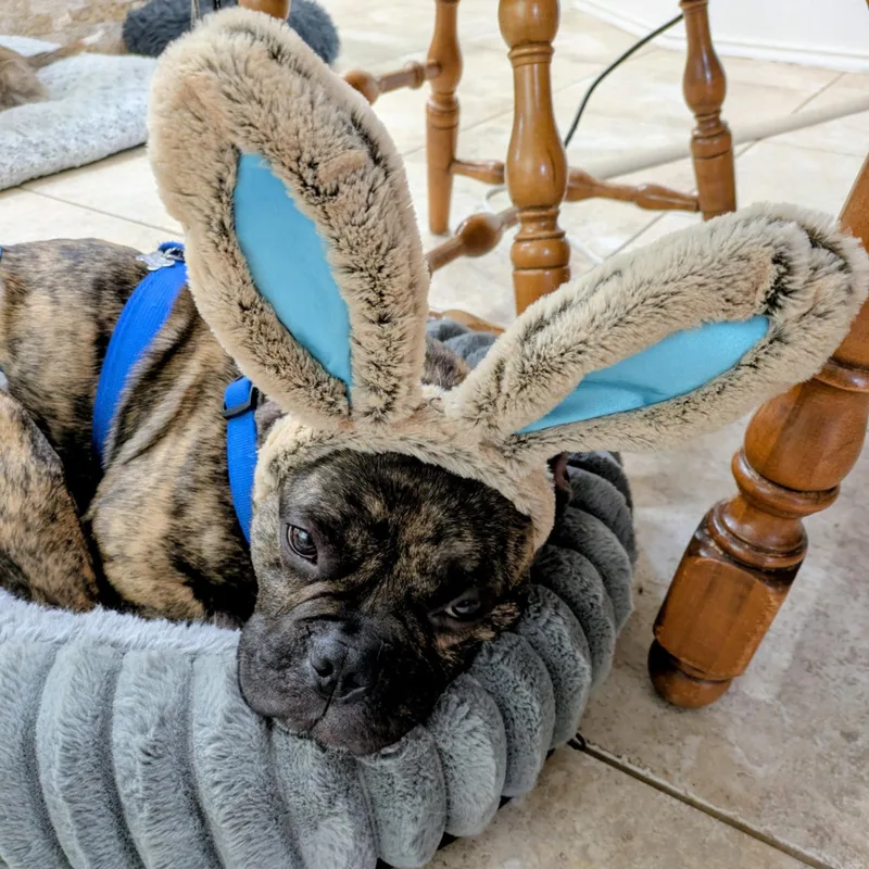 Bubba Tank thumbnail 2