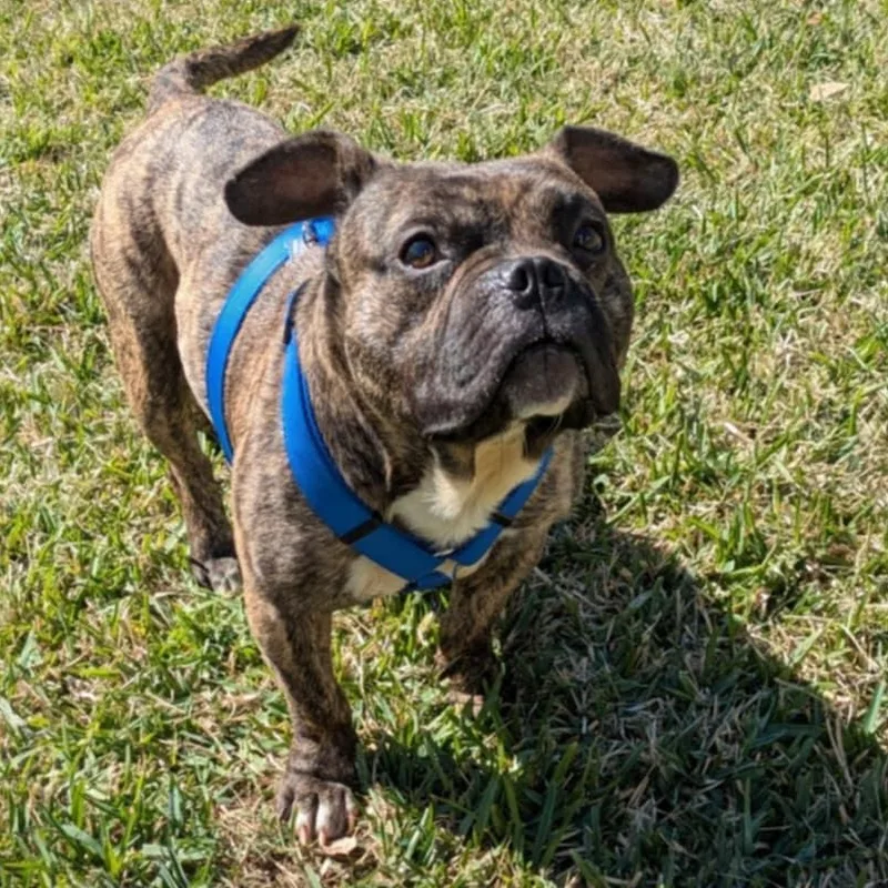 Bubba Tank thumbnail 3