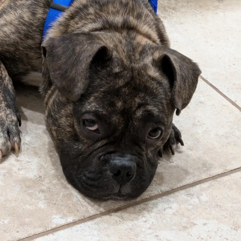 Bubba Tank thumbnail 4