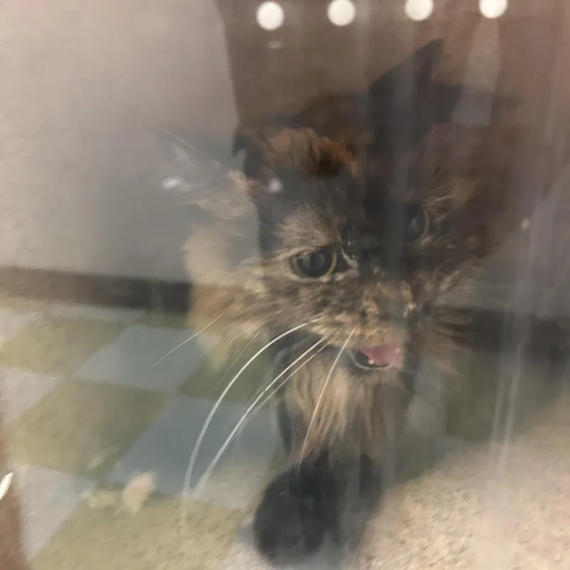 An adult small-sized female Brown / Chocolate Domestic Short Hair cat named Jelly for adoption in Philadelphia, PA