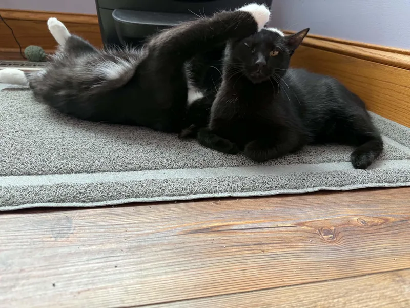 A baby medium-sized female Domestic Short Hair cat named Vera &Tash for adoption in West Lafayette, IN